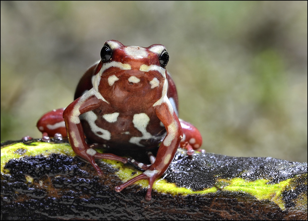 Dreistreifen Baumsteigerfrosch