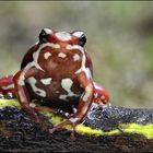 Dreistreifen Baumsteigerfrosch