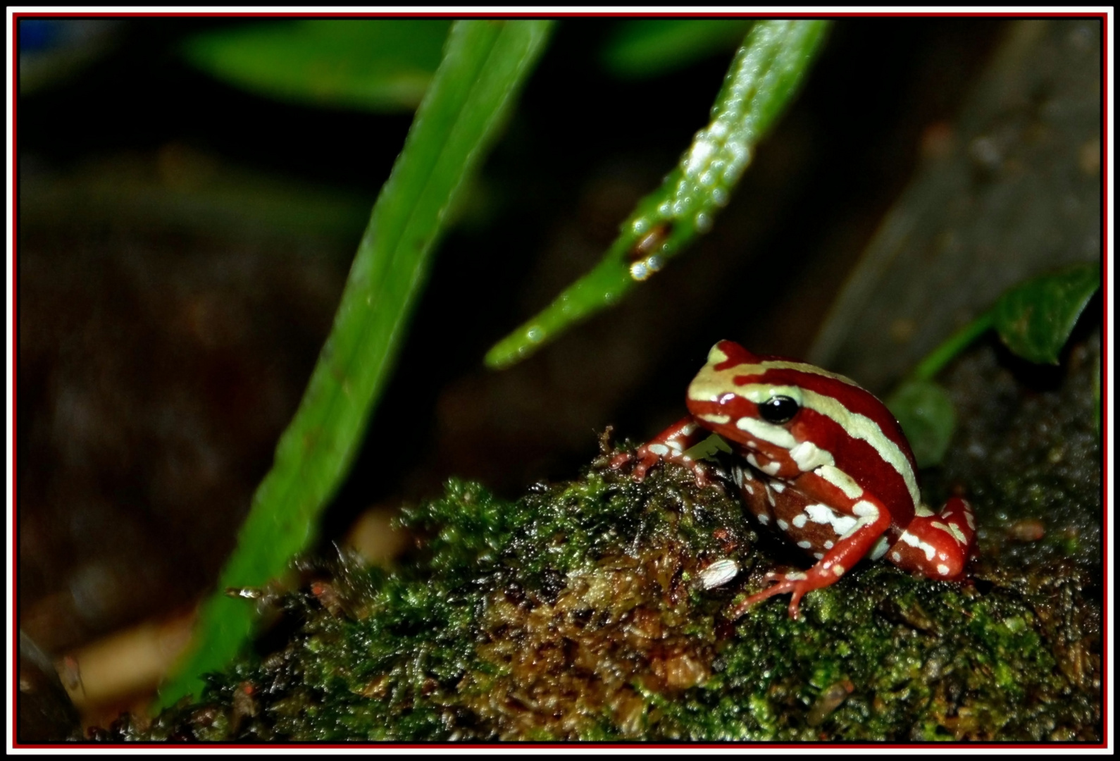 Dreistreifen-Baumsteigerfrosch