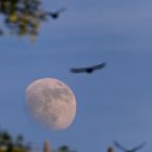 Dreiviertel-Mond ...