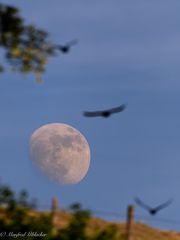 Dreiviertel-Mond ...