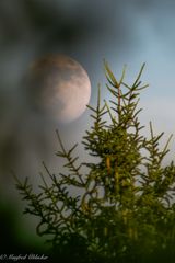 Dreiviertel-Mond ...