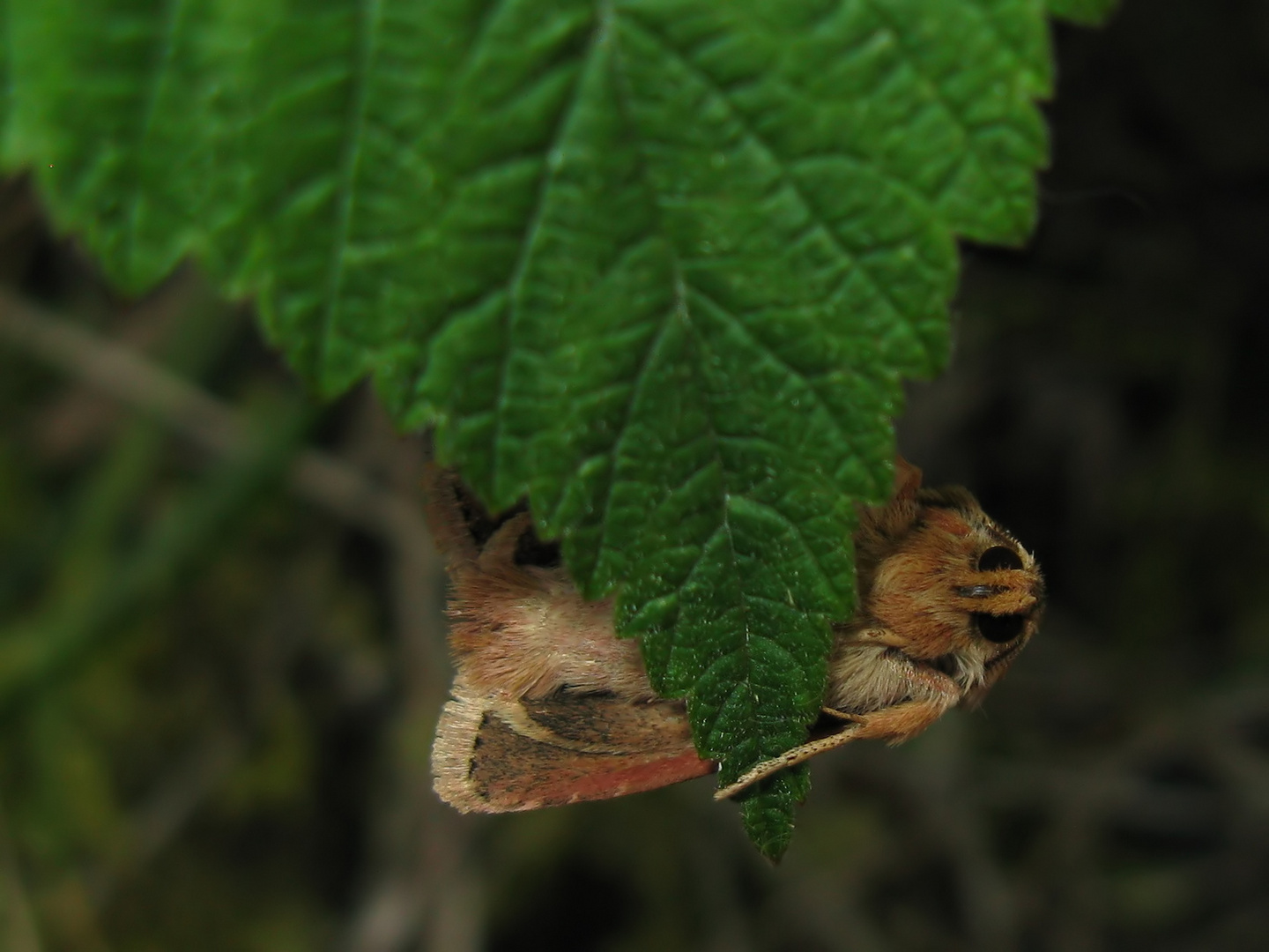 Dreizack-Graseule (Cerapteryx graminis )