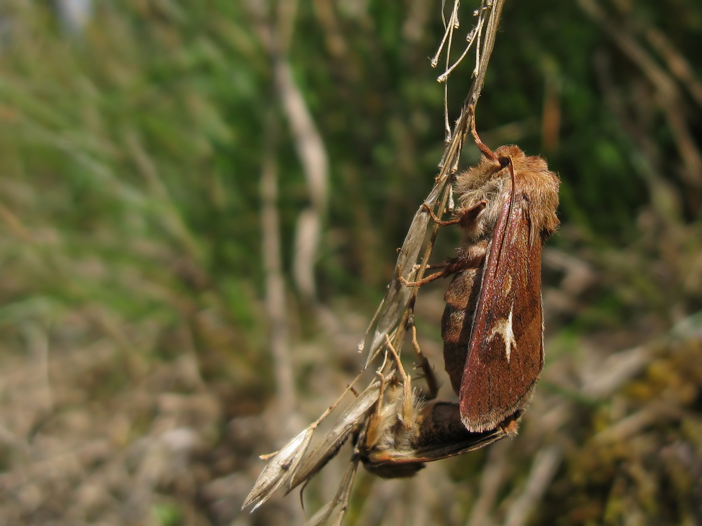 Dreizack-Graseulen (Cerapteryx graminis  ) bei der paarung.