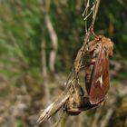 Dreizack-Graseulen (Cerapteryx graminis  ) bei der paarung.