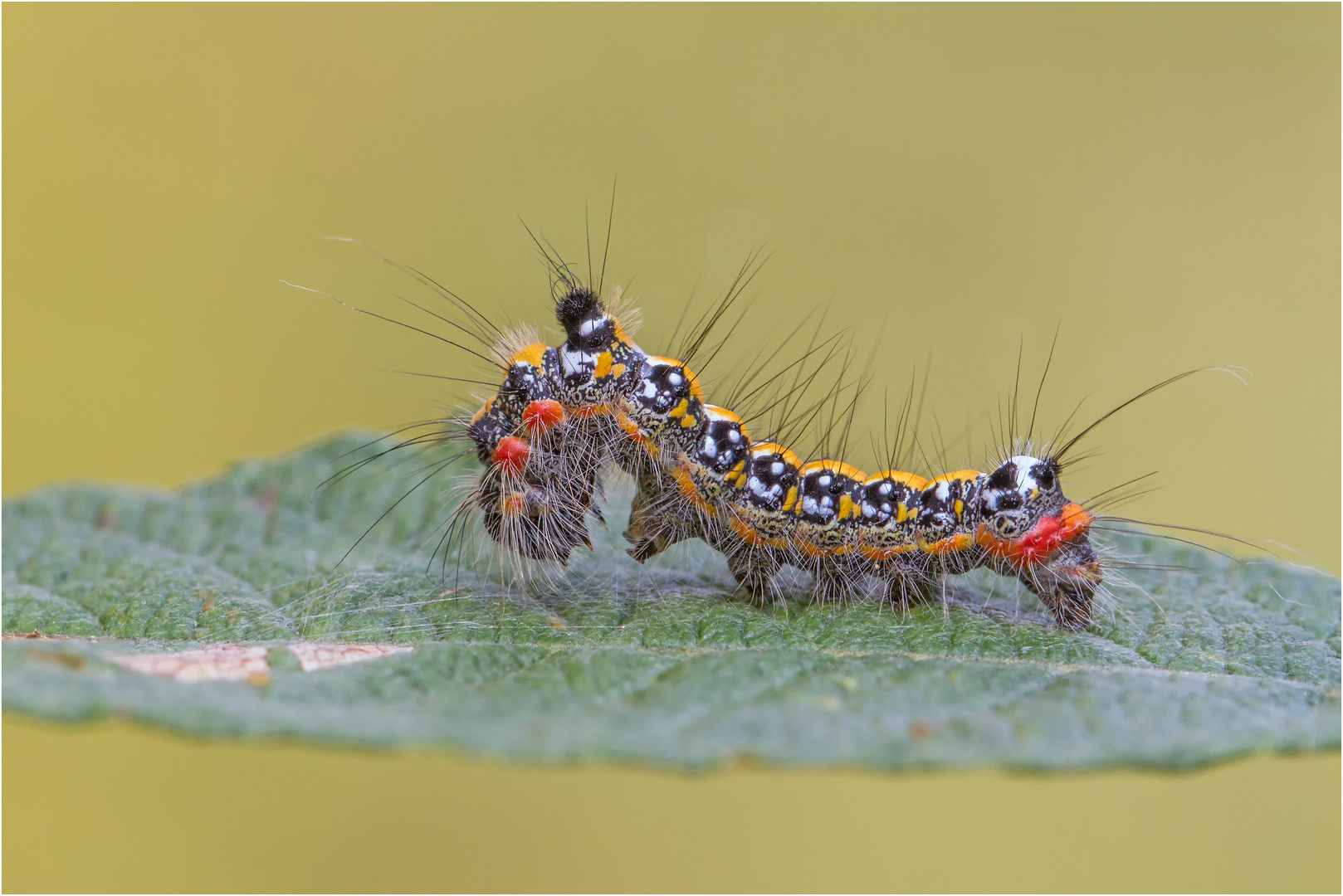 Dreizack-Pfeileule (Acronicta tridens)