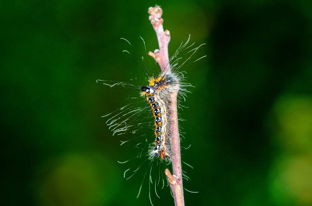 Dreizack-Pfeileule (Acronicta tridens)