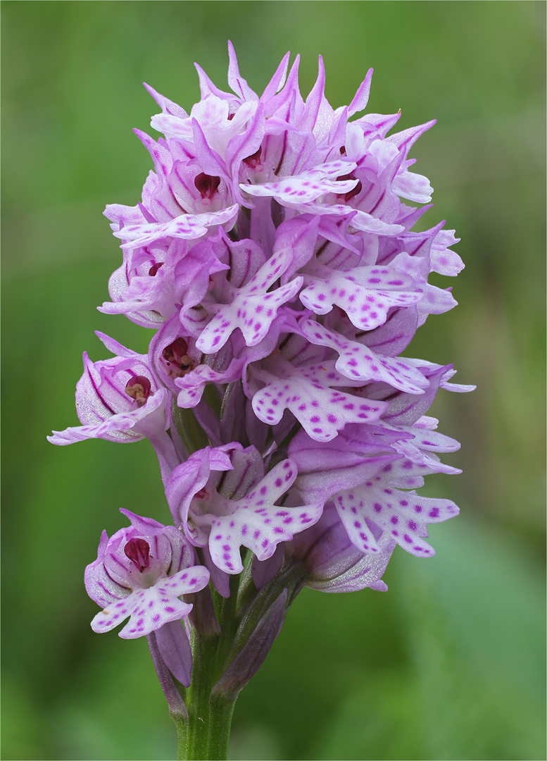 Dreizähnige Knabenkraut (Neotinea tridentata)