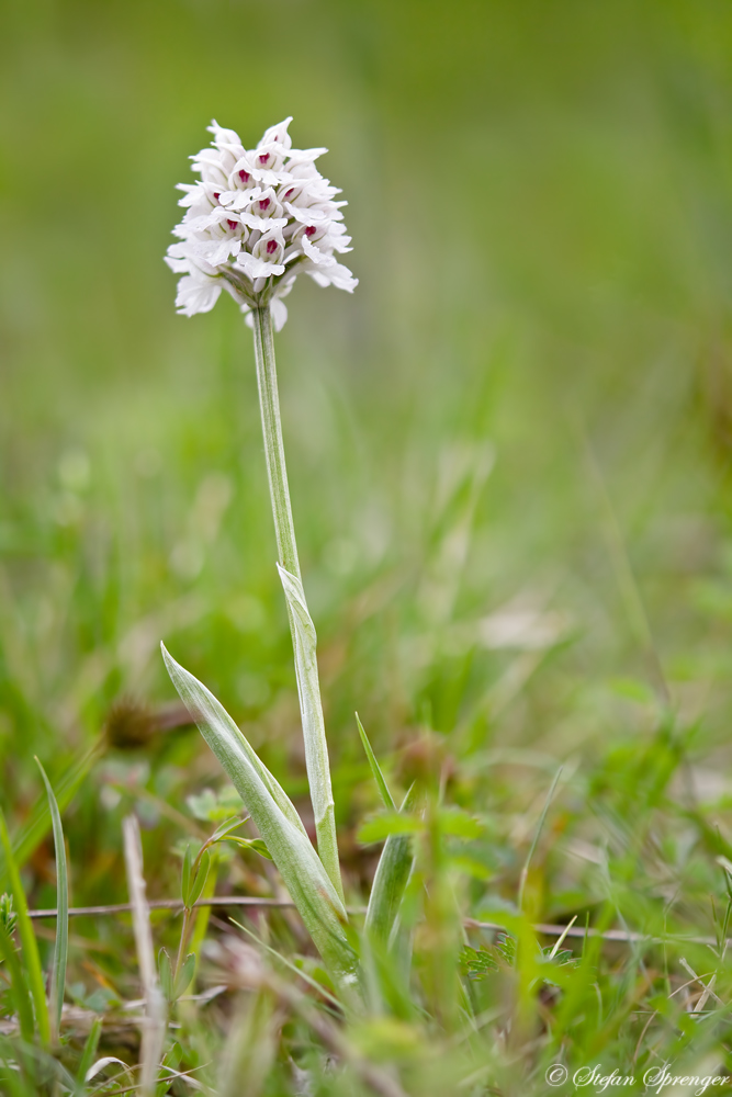 Dreizähniges Knabenkraut 2/10 Albino