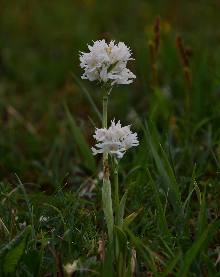 Dreizähniges Knabenkraut Albino-Sauerland/NRW