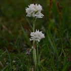 Dreizähniges Knabenkraut Albino-Sauerland/NRW