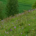 Dreizähniges Knabenkraut - Biotop - Hochsauerland - 14.5.14