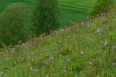 Dreizähniges Knabenkraut - Biotop - Hochsauerland - 14.5.14