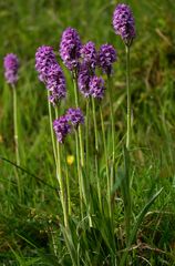 Dreizähniges Knabenkraut - Hochsauerland - 14.5.14