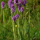 Dreizähniges Knabenkraut - Hochsauerland - 14.5.14