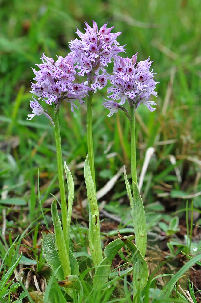 Dreizähniges Knabenkraut - Marsberg/NRW - 15.5.13