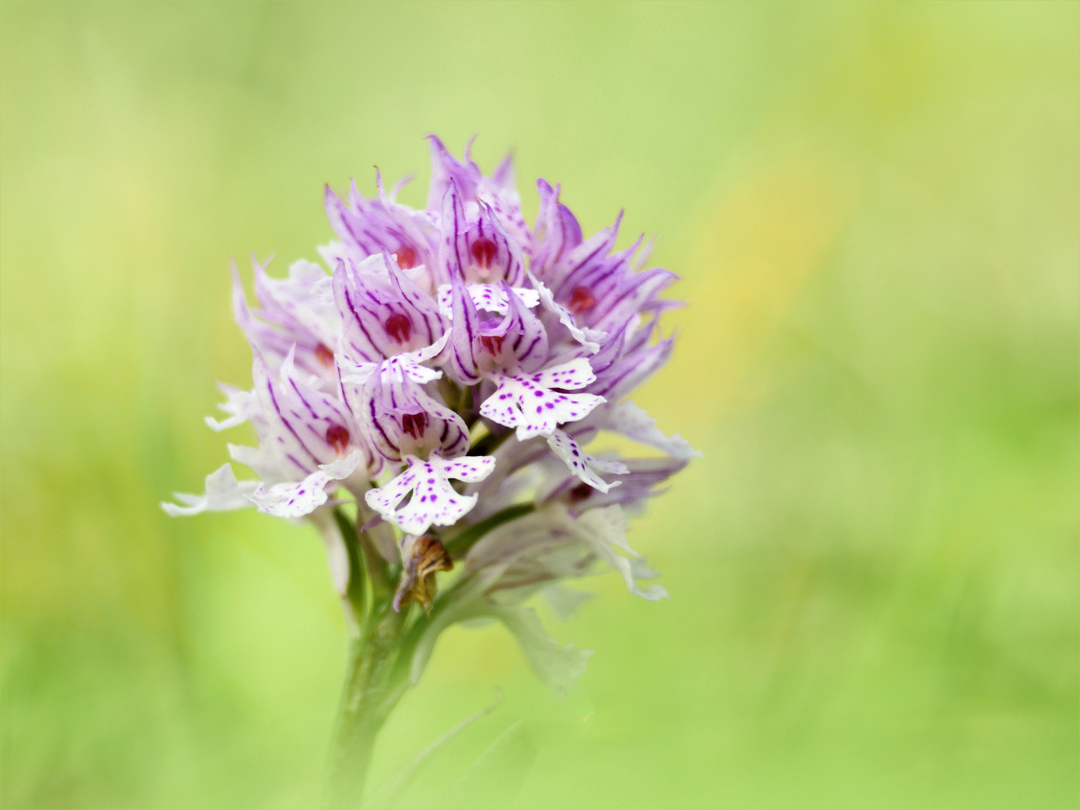 Dreizähniges Knabenkraut (Neotinea tridentata)