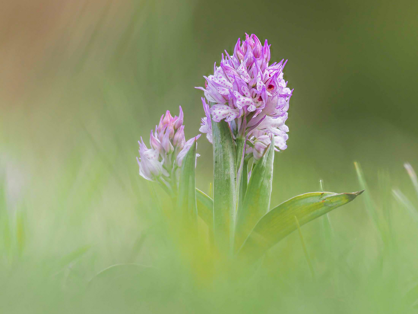 Dreizähniges Knabenkraut ( Neotinea tridentata )