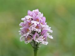 Dreizähniges Knabenkraut, (Neotinea tridentata)