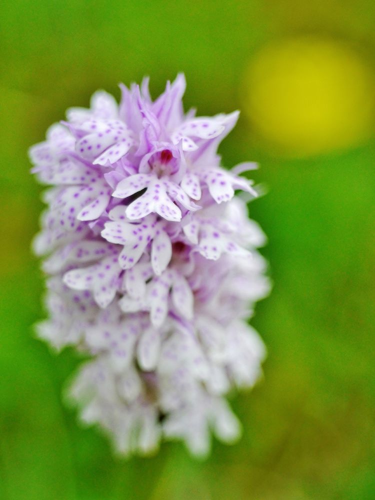 Dreizähniges Knabenkraut (Neotinea tridentata)