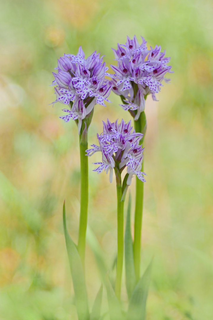 Dreizähniges Knabenkraut, ( Neotinea tridentata)