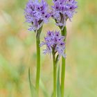 Dreizähniges Knabenkraut, ( Neotinea tridentata)