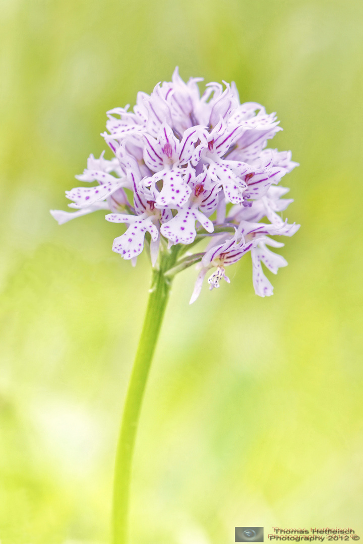 Dreizähniges Knabenkraut - Orchis Tridentata!