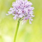 Dreizähniges Knabenkraut - Orchis Tridentata!