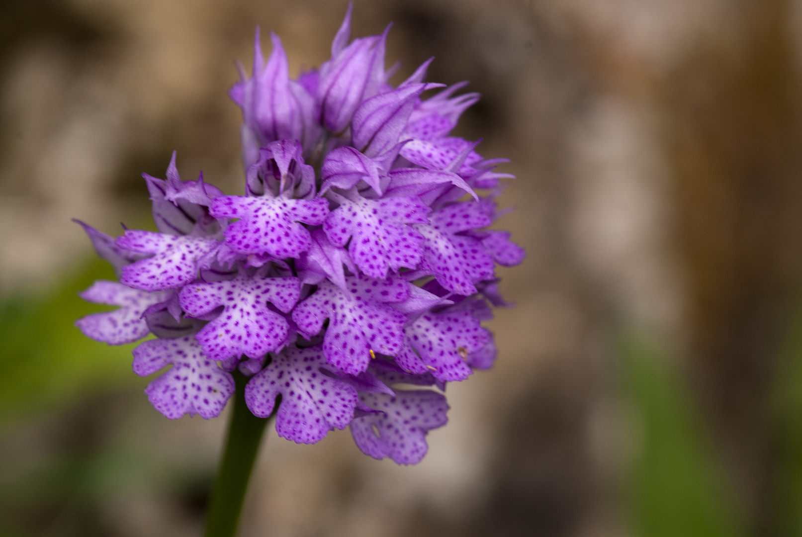 Dreizähniges Knabenkraut (Orchis tridentata)