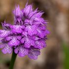 Dreizähniges Knabenkraut (Orchis tridentata)