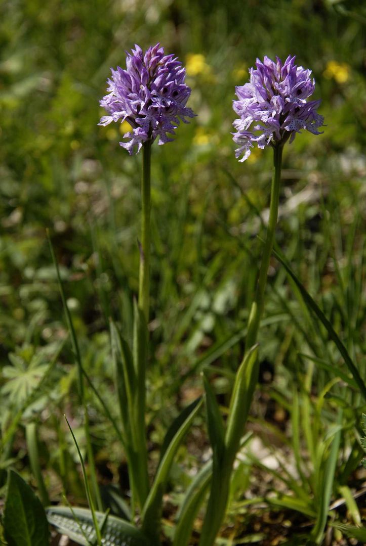 Dreizähniges Knabenkraut (Orchis tridentata)