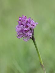 Dreizähniges Knabenkraut (Orchis tridentata)