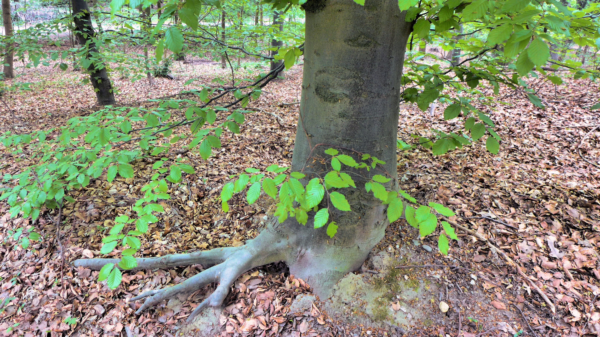 Dreizehen-Baum