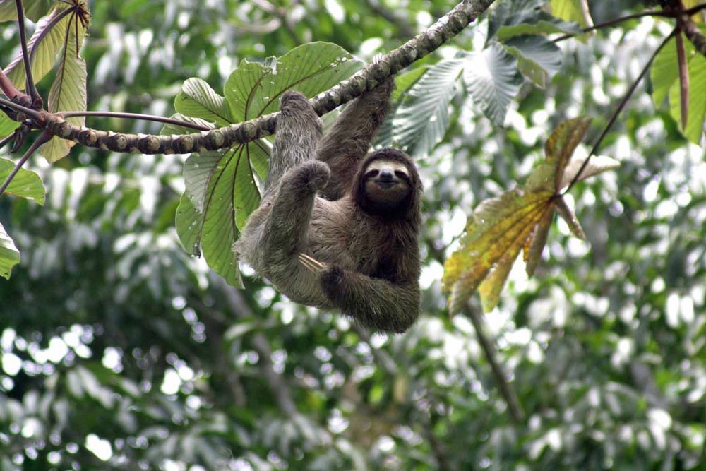 Dreizehen Faultier Foto & Bild | tiere, wildlife, costa rica Bilder auf