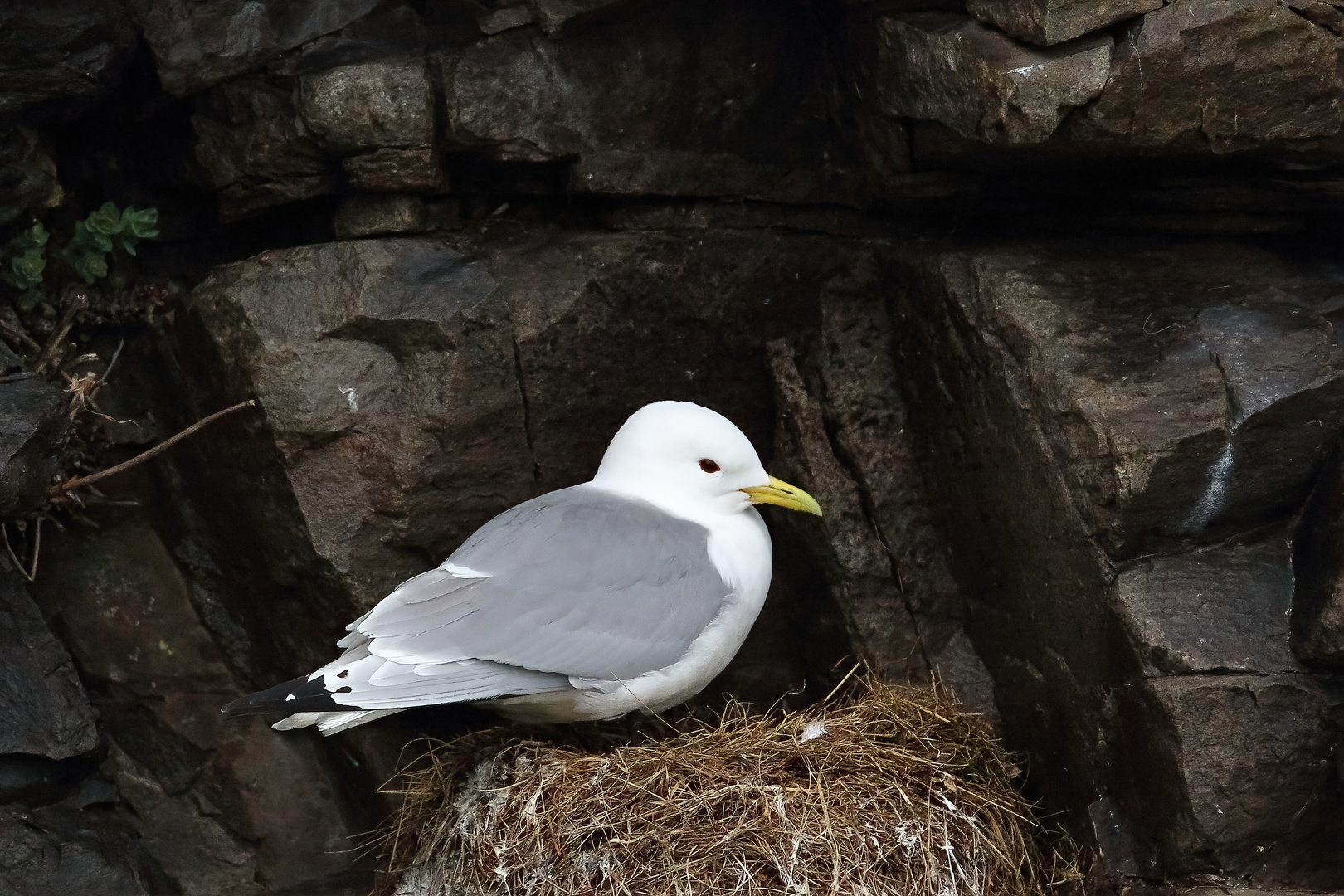 Dreizehenmöve am Vogelfelsen