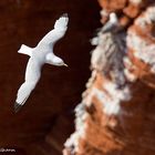 Dreizehenmöve - Anflug Lummenfelsen