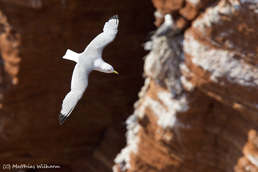 Dreizehenmöve - Anflug Lummenfelsen