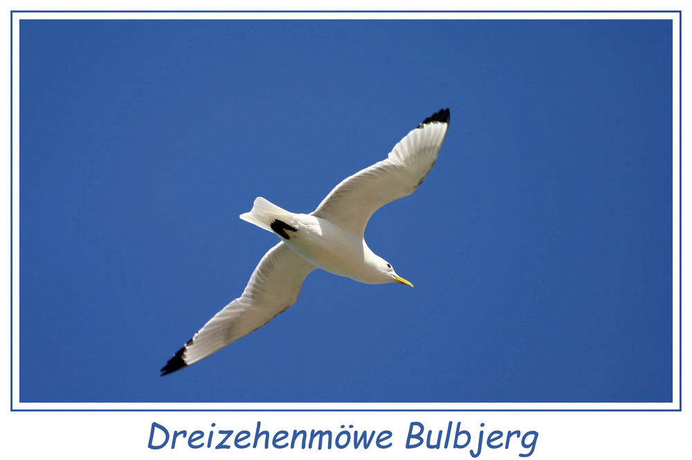 Dreizehenmöwe