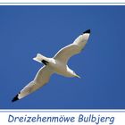 Dreizehenmöwe