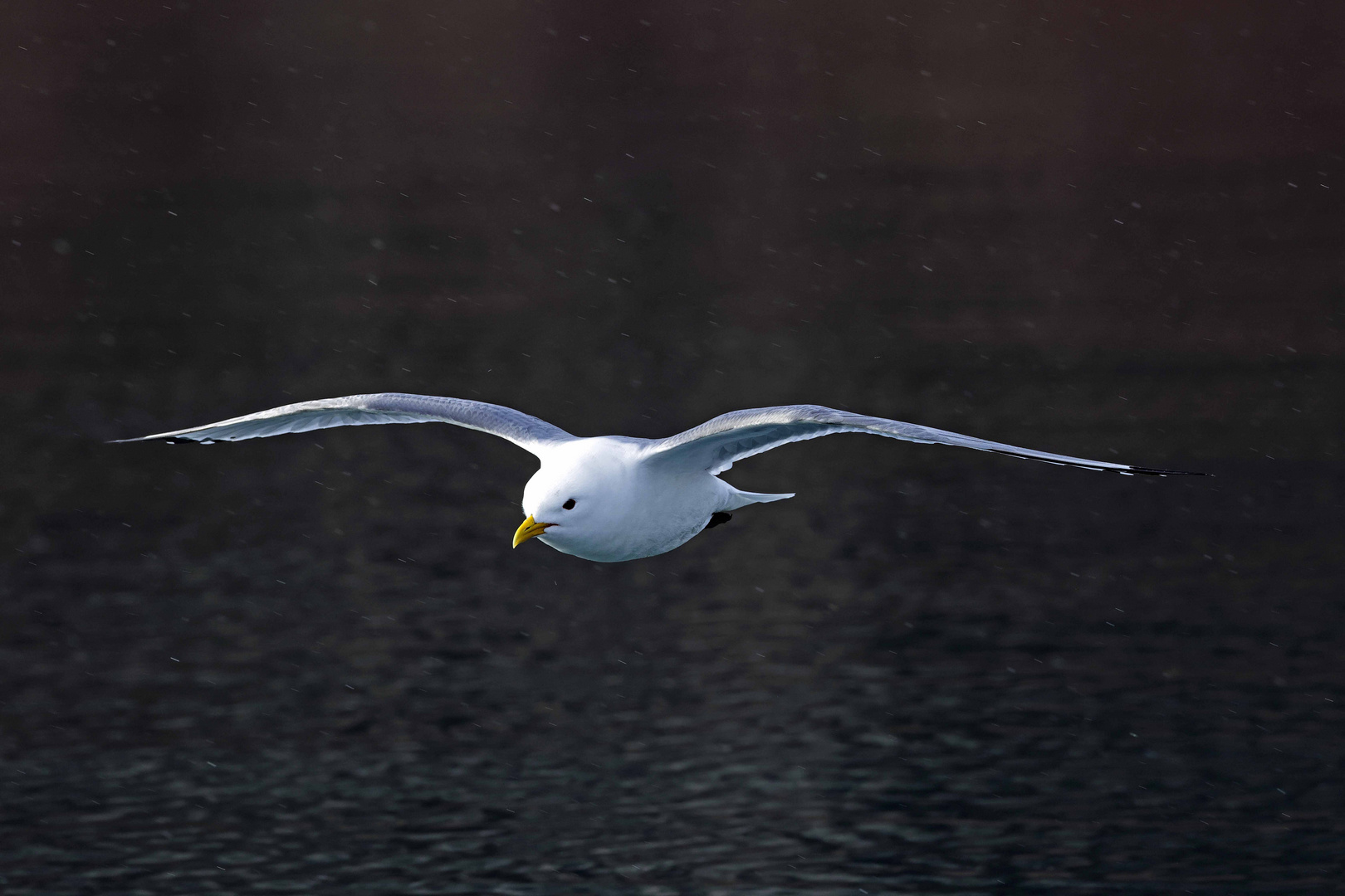 Dreizehenmöwe (black-legged kittiwake)