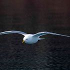 Dreizehenmöwe (black-legged kittiwake)