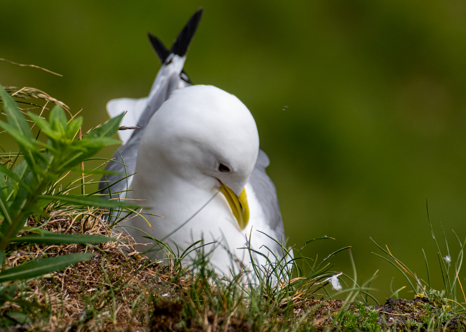 Dreizehenmöwe Ekkerøy Norwegen