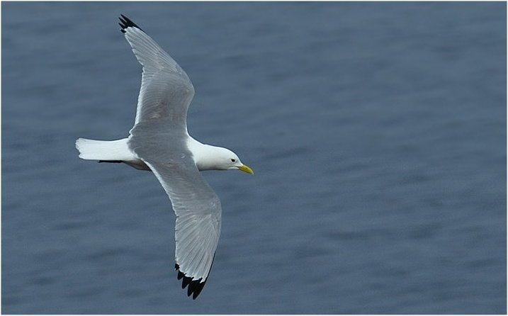 Dreizehenmöwe (Helgoland)