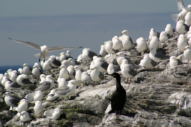 Dreizehenmöwe im Anflug auf die Vogelkolonie in Norwegen