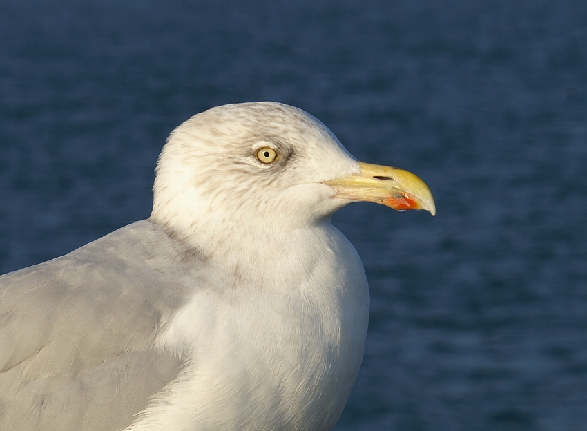 Dreizehenmöwe im Portrait