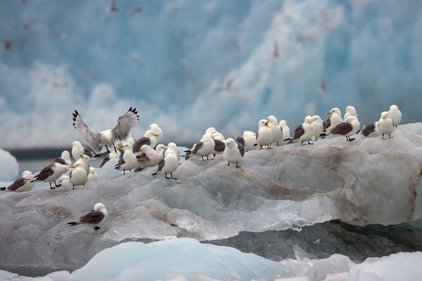 Dreizehenmöwen im Eis