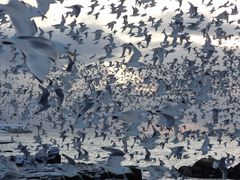 Dreizehenmöwen im Morgenlicht