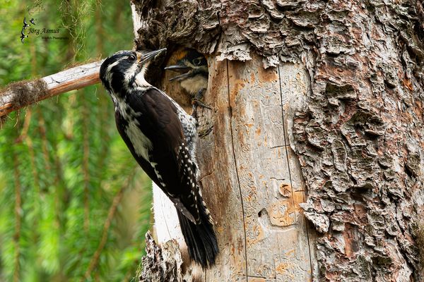 Dreizehenspecht // Dalarna