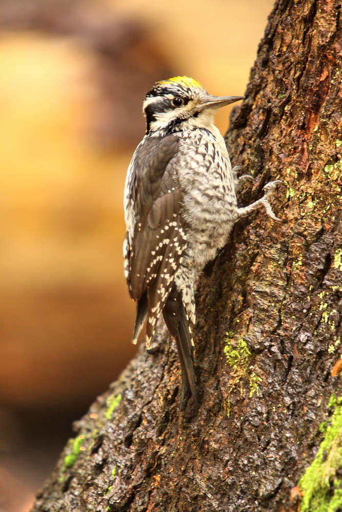 Dreizehenspecht - Männchen (Picoides tridactylus)