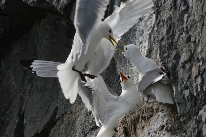 Dreizehentaucher auf Island